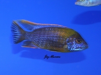 Tank bred Malawi and Tanganyika Cichlids for sale