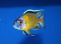 Tank bred Malawi and Tanganyika Cichlids for sale