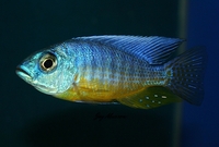Tank bred Malawi and Tanganyika Cichlids for sale