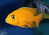 Tank bred Malawi and Tanganyika Cichlids for sale