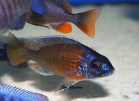 Tank bred Malawi and Tanganyika Cichlids for sale