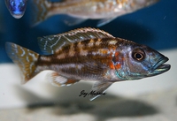 Tank bred Malawi and Tanganyika Cichlids for sale