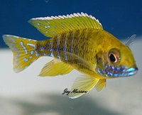 Tank bred Malawi and Tanganyika Cichlids for sale