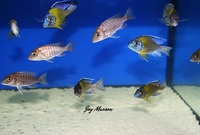 Tank bred Malawi and Tanganyika Cichlids for sale