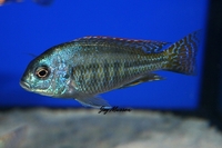 Tank bred Malawi and Tanganyika Cichlids for sale