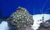marine corals / inverts & fish for sale cheshire
