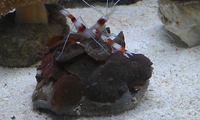 marine corals / inverts & fish for sale cheshire