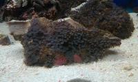 marine corals / inverts & fish for sale cheshire
