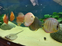 Ripples Waterlife, Shenstone. Plecs, Corys, and unusual species