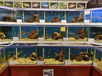 Ripples Waterlife, Shenstone. Malawi, Tanganyikan Cichlids.