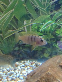 Fur and Fins Blackwood