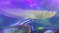 16-17 inches silver arowana for sale