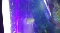 16-17 inches silver arowana for sale