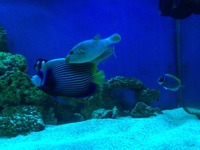 Importing marine fishes from source by order to public half price to shops