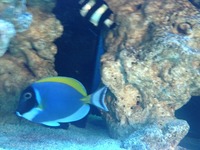 Importing marine fishes from source by order to public half price to shops