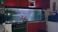 Rio 400 aquarium in black with no cabinet but is in very good condition with no scratches. £275 ono
