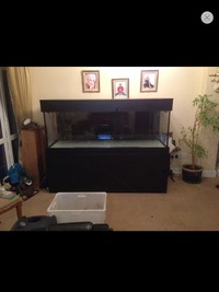 6x2x2 Custom Built Optiwhite tank, Cabinet, Filters, Heaters, Light