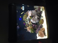 Kent Marine nano reef tank 96lt LED T5 lighting, protein skimmer, hidden chambered filter, heater.