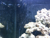 Red Sea Mx 130d, complete set up. £400