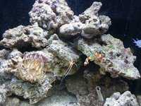 Red Sea Mx 130d, complete set up. £400