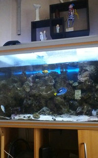 rena complete marine set up 250 ltr