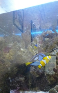 rena complete marine set up 250 ltr