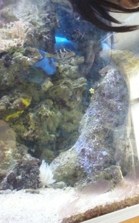 rena complete marine set up 250 ltr