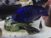 Breeding Groups and Malawi for SALE