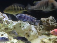Breeding Groups and Malawi for SALE