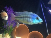 Breeding Groups and Malawi for SALE