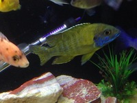 Breeding Groups and Malawi for SALE