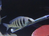 Breeding Groups and Malawi for SALE