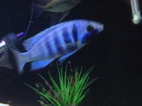 Breeding Groups and Malawi for SALE