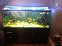 fish, tank, stan, filter, the lot.