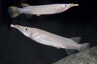 Tropical fish for sale at Washington aquatics