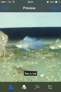 Tropical fish for sale at Washington aquatics