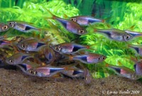 Tropical fish for sale at Washington aquatics
