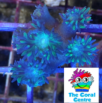 LPS Duncan Coral - 6 heads - £25