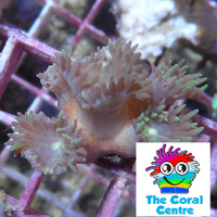 LPS Duncan Coral - 6 heads - £25