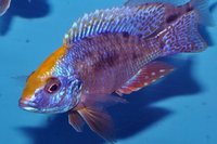 CHILTON AQUATICS. WE ARE THE AQUATIC SPECIALISTS. LARGEST RANGE OF FISH AND AQUATIC GOODS IN THE NORTH OF ENGLAND. BEST QUALITY AND BEST PRICES