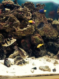 Marine tank break down