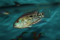 Cichlids