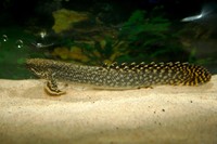 Cichlids