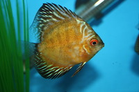 Cichlids