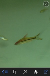 Fish for sale