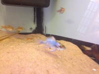 Fish for sale
