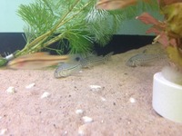 Fish for sale