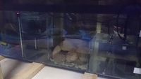 6x3x2 FISH TANK/AQUARIUM EVERYTHING NEEDED 1150LITRES LARGE