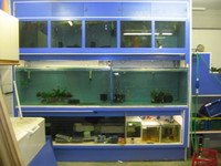 COMPLETE DISCUS SETUP/FISH HOUSE FOR SALE