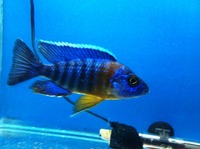 MALAWI CICHLIDS LONDON/ESSEX
